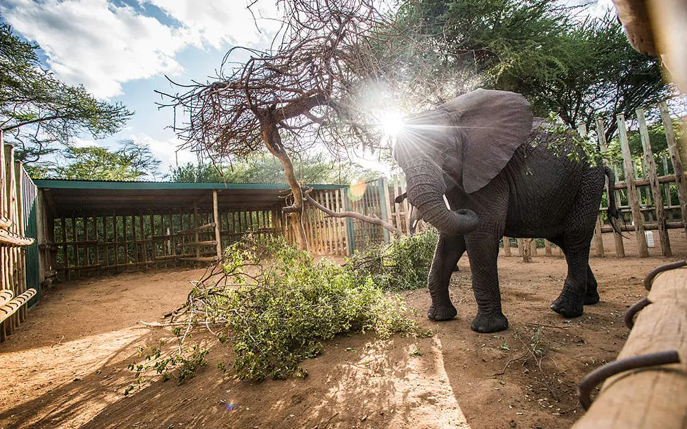 Elephant reaching for tree branches in enclosure, Umani Springs, Amboseli and Chyulu Hills, Kenya