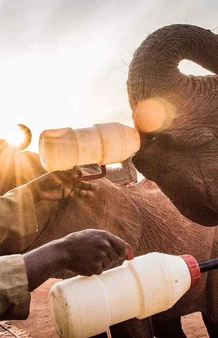 Caretaker feeding elephant with bottle at sunrise, Umani Springs, Amboseli and Chyulu Hills, Kenya