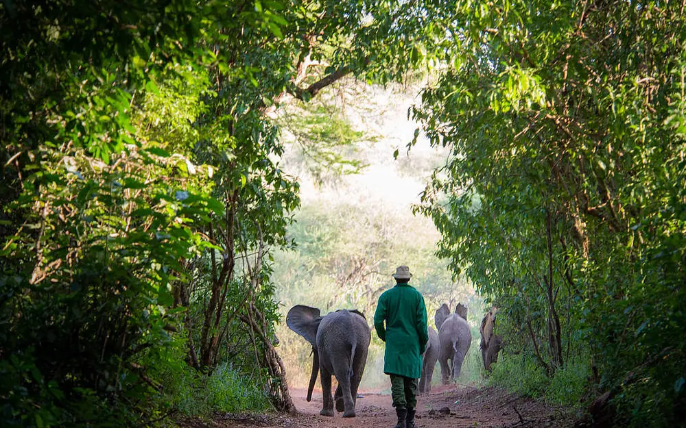 Guide walking with elephant herd through tree-lined forest path, Umani Springs, Amboseli and Chyulu Hills, Kenya