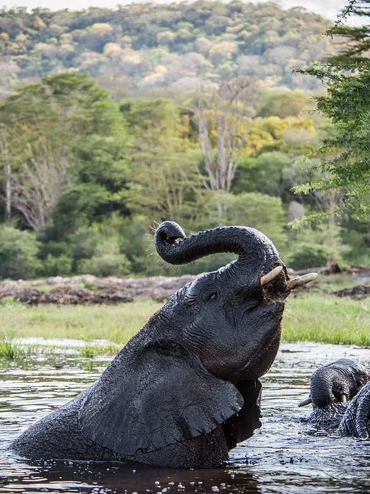 Elephants bathing and playing in river with forested hills, Umani Springs, Amboseli and Chyulu Hills, Kenya