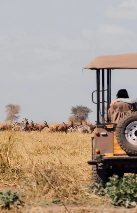 Safari vehicle with passengers observing wildlife herd in savanna, Usangu Expedition Camp, Ruaha National Park, Tanzania