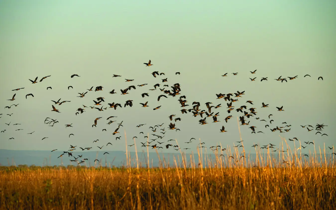 Large flock of birds flying over golden grassland, Usangu Expedition Camp, Ruaha National Park, Tanzania