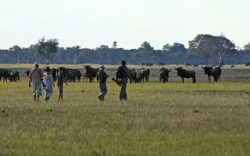 Walking safari with guests viewing elephant herd in grassland, Verney’s Camp, Hwange National Park, Zimbabwe