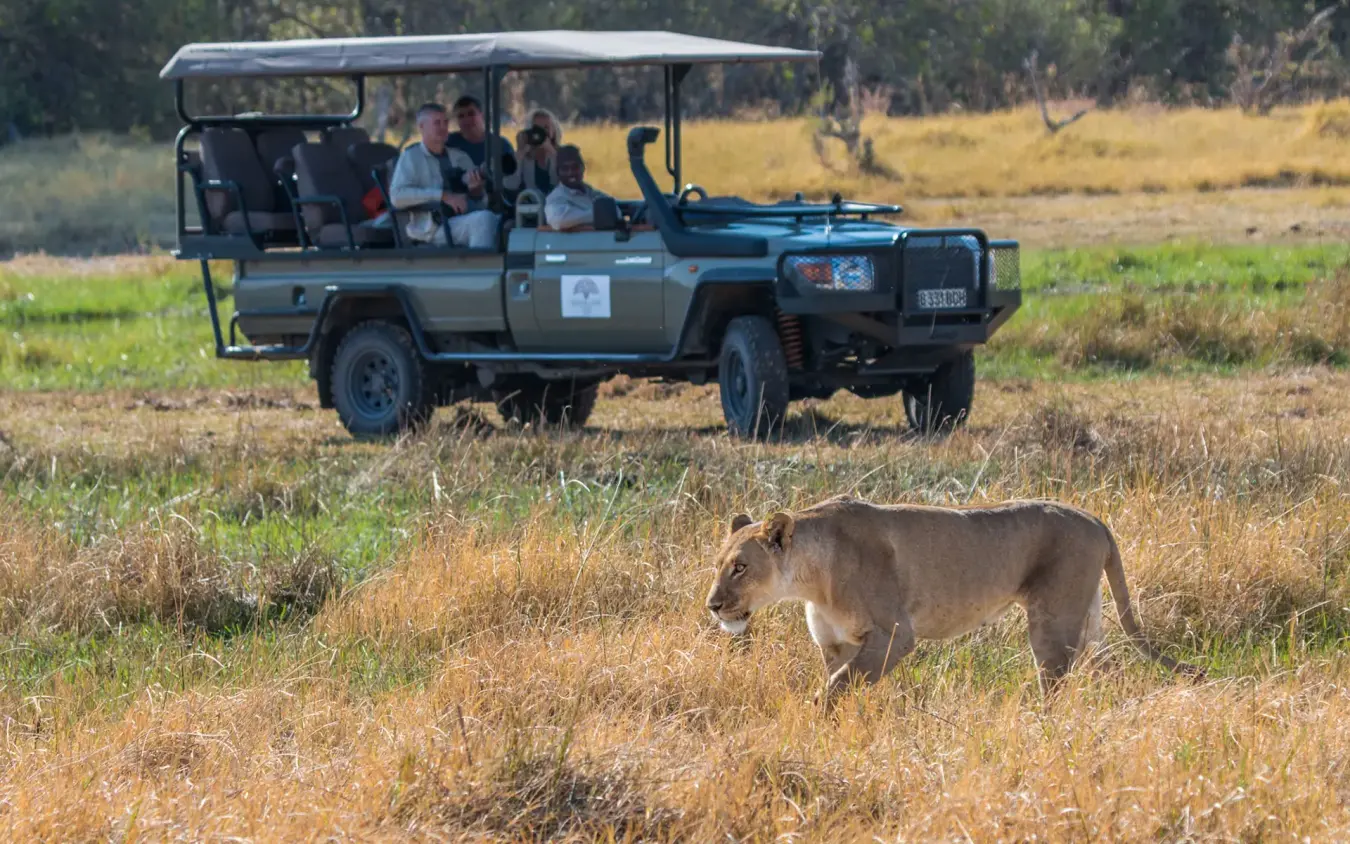 Safari vehicle with tourists observing lioness on grassland game drive, Verney’s Camp, Hwange National Park, Zimbabwe