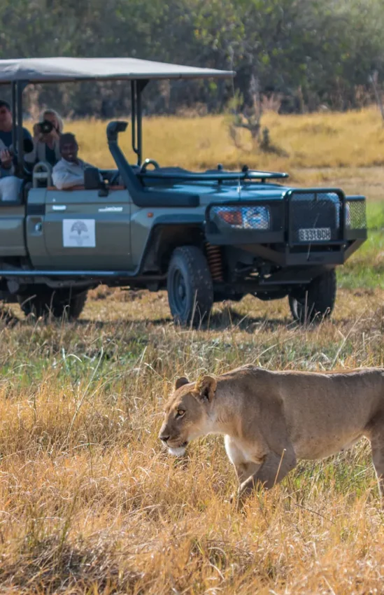 Safari vehicle with guests observing lioness in grassland, Verney’s Camp, Hwange National Park, Zimbabwe