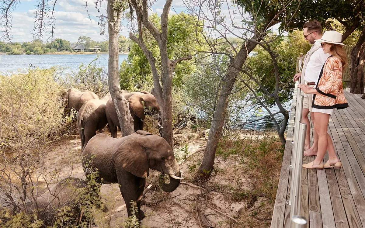 Guests observe elephants from wooden deck near river, Island Treehouse Suites, Victoria Falls, Zimbabwe
