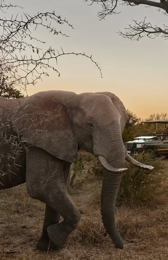 Elephant feeding from tree during sunset game drive, Island Treehouse Suites, Victoria Falls, Zimbabwe