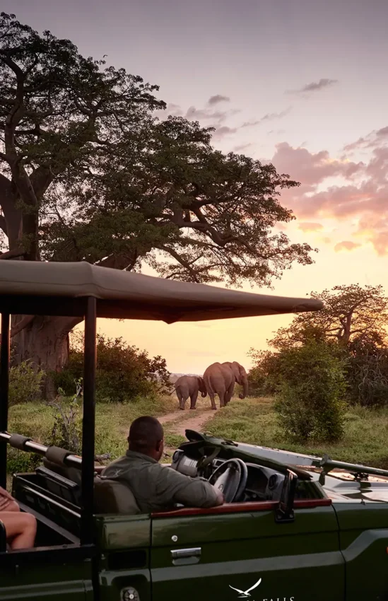Guests on safari vehicle watching elephants at sunset, Island Treehouse Suites, Victoria Falls, Zimbabwe
