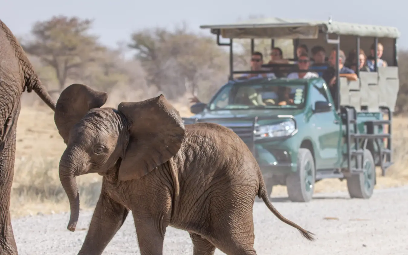 Young elephant crossing road near safari game drive vehicle with tourists, Villa Mushara, Etosha National Park, Namibia