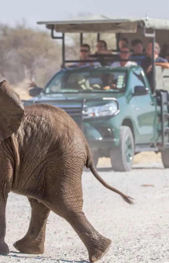 Young elephant crossing road in front of safari vehicle with guests, Villa Mushara, Etosha National Park, Namibia
