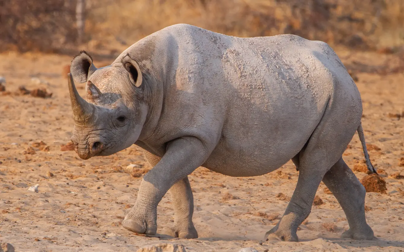 Young rhinoceros walking across dusty arid terrain, Villa Mushara, Etosha National Park, Namibia