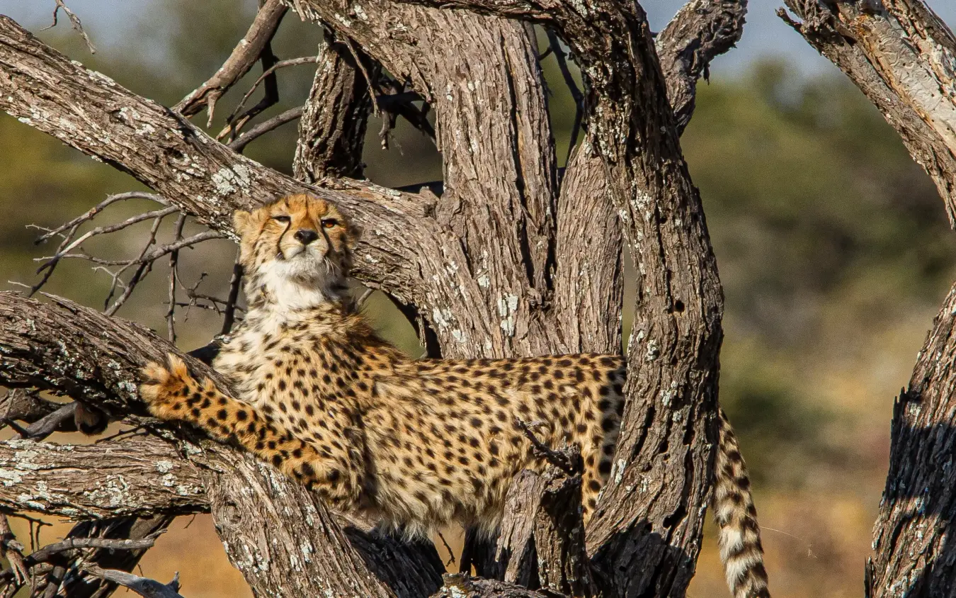 Cheetah resting on bare tree branches in arid savanna landscape, Villa Mushara, Etosha National Park, Namibia