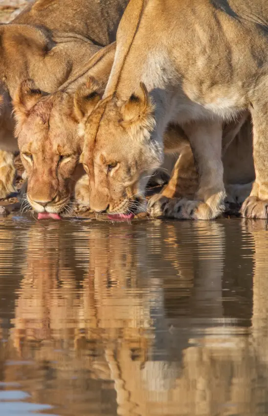 Lion pride drinking from waterhole with reflections, Villa Mushara, Etosha National Park, Namibia