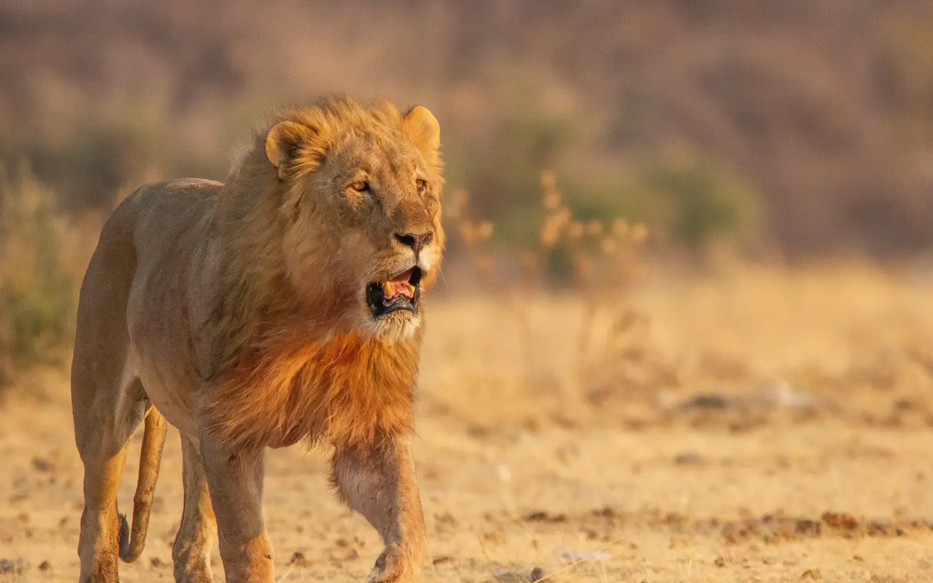 Young male lion walking on sandy terrain in arid savanna landscape, Villa Mushara, Etosha National Park, Namibia