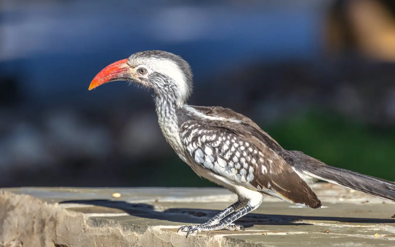 Red-billed hornbill perched on wooden railing in bright sunlight, Villa Mushara, Etosha National Park, Namibia