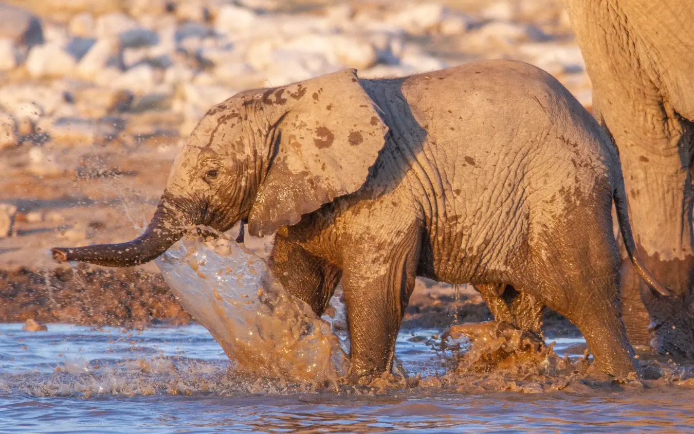 Young elephant bathing in mud and water at waterhole, Villa Mushara, Etosha National Park, Namibia