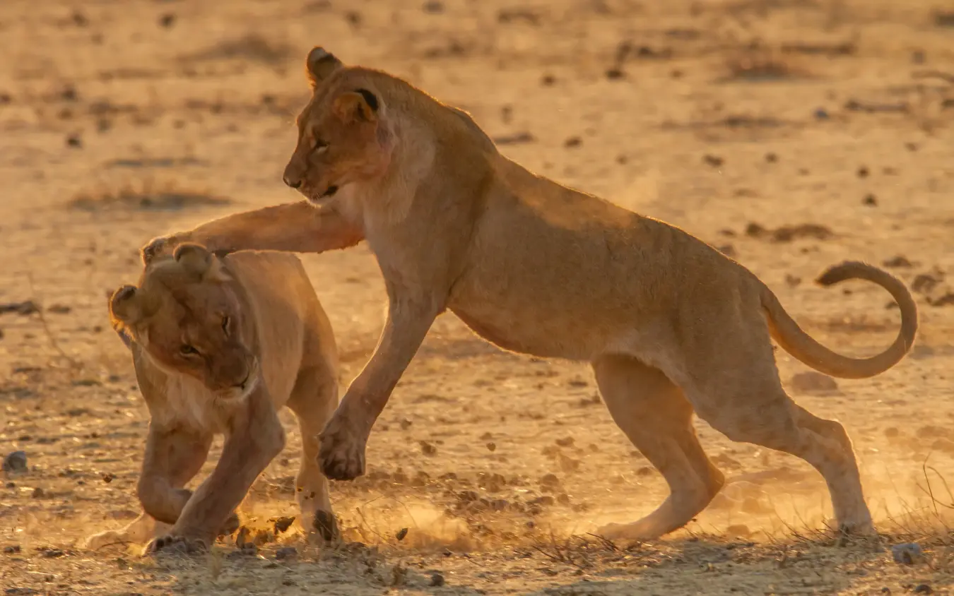 Lions mating on sandy terrain during golden hour, Villa Mushara, Etosha National Park, Namibia