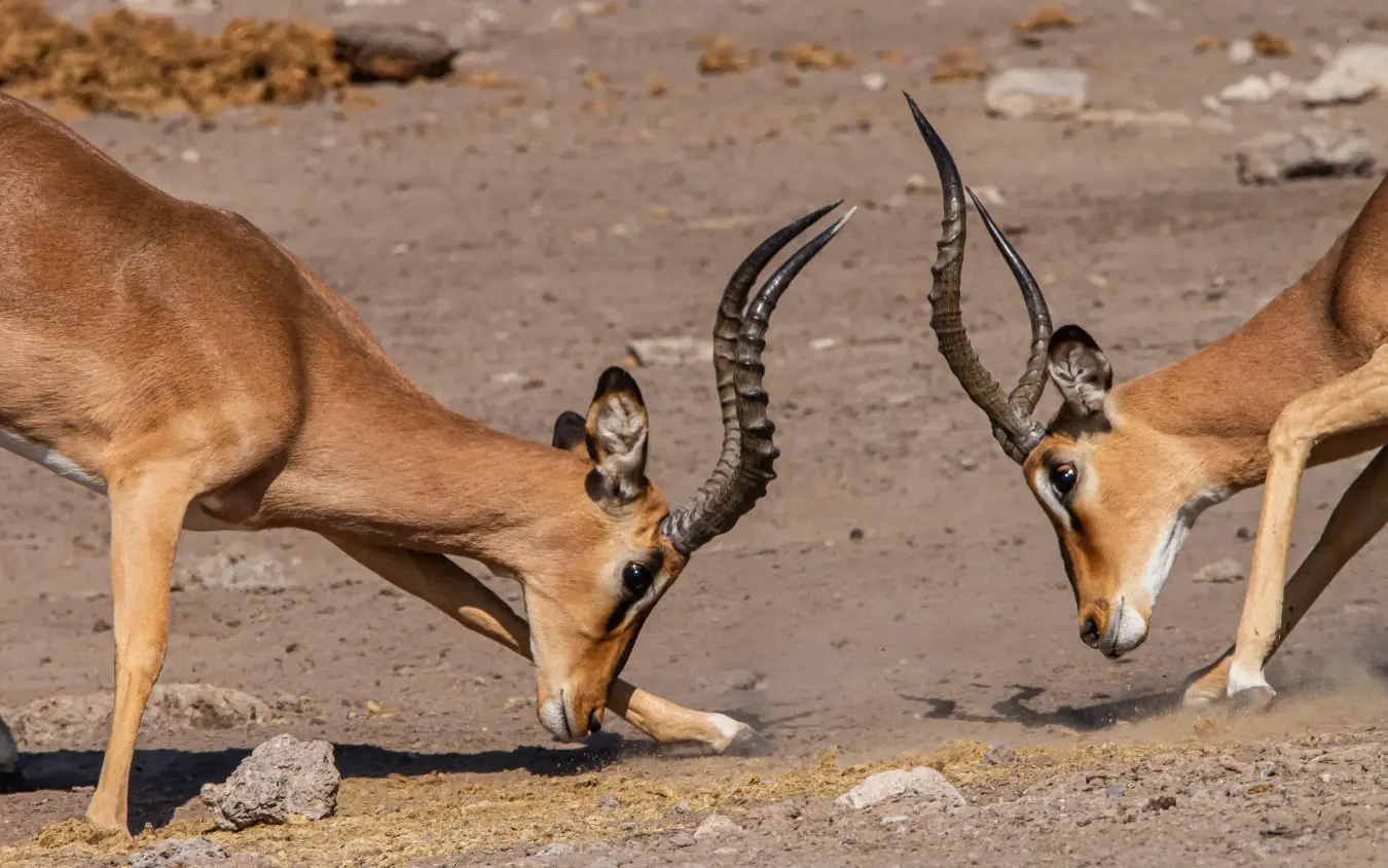 Two antelope with long curved horns on dusty ground, Villa Mushara, Etosha National Park, Namibia