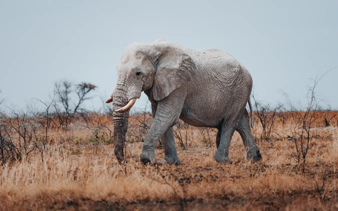 Lone elephant walking through dry savanna grassland with sparse vegetation, Villa Mushara, Etosha National Park, Namibia