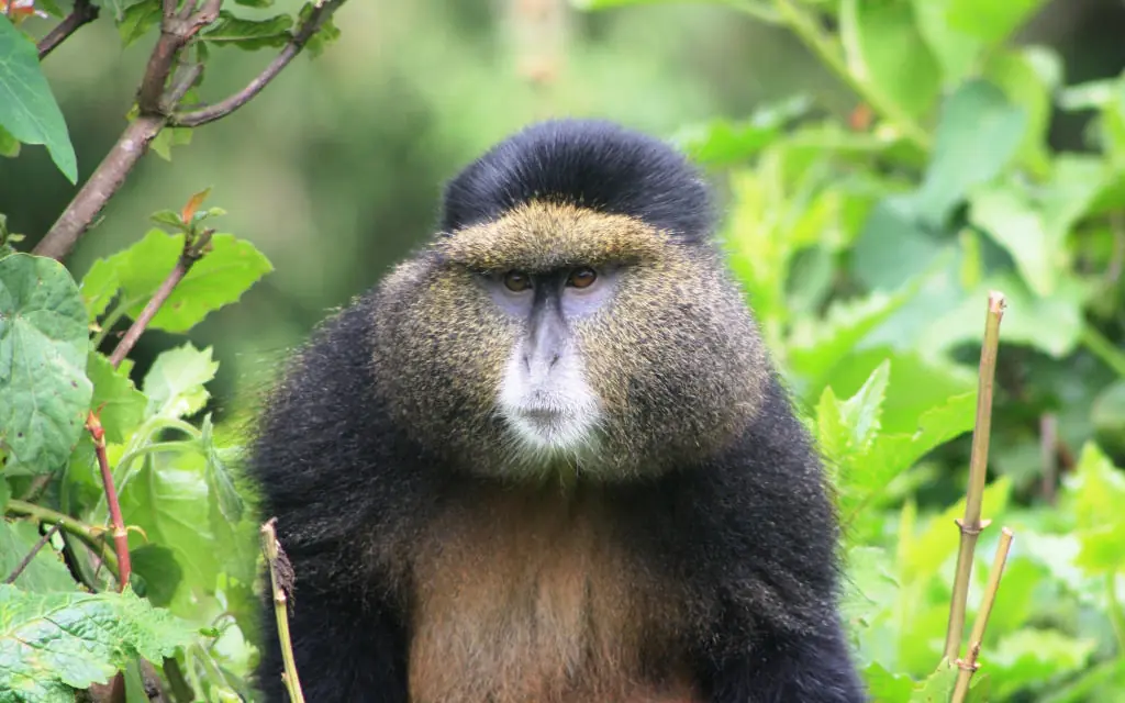 Golden monkey surrounded by green forest vegetation, Virunga Lodge, Volcanoes National Park, Rwanda
