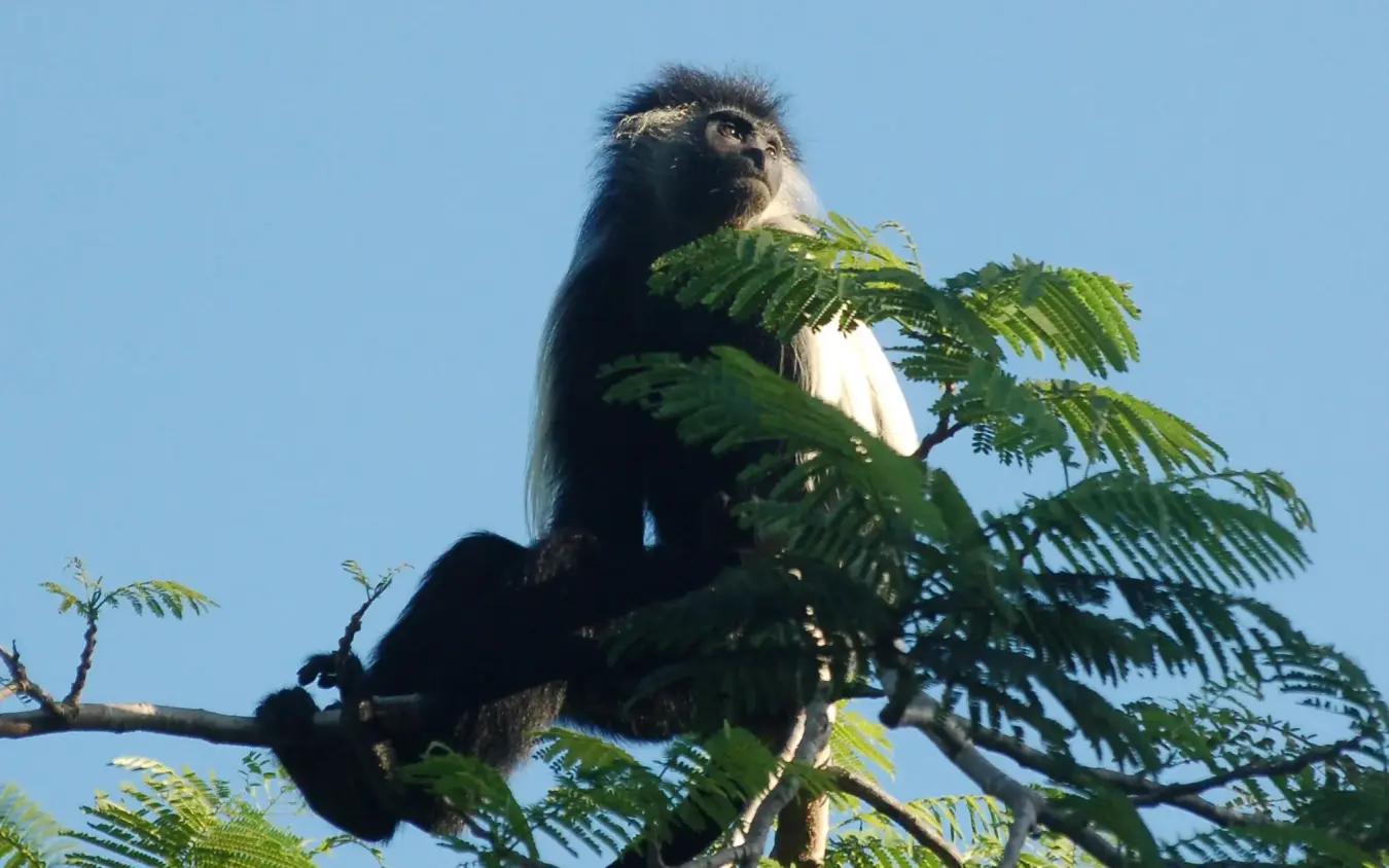 Black and white colobus monkey eating acacia leaves in tree, Waterlovers Beach Resort, Diani Beach, Kenya