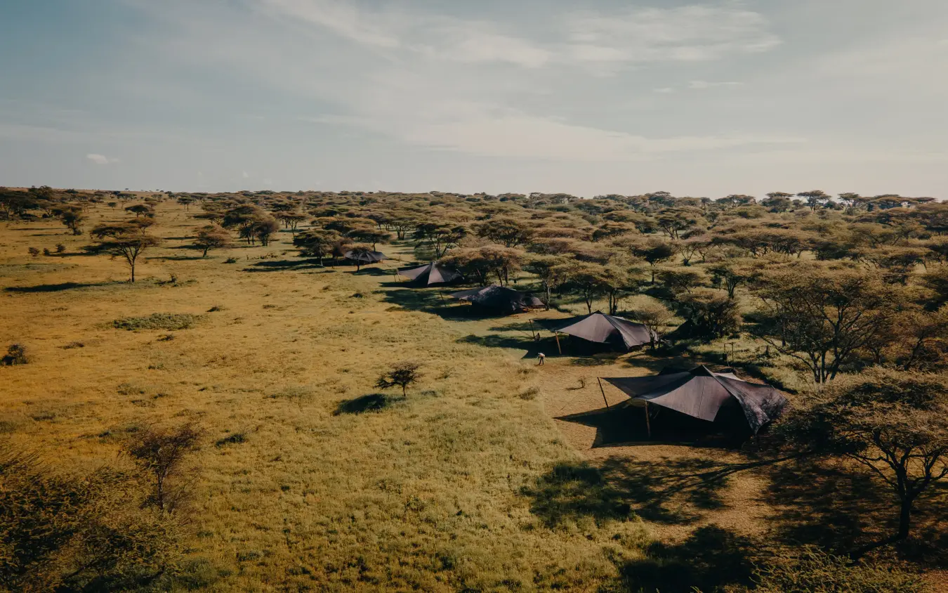 Aerial view of safari camp tents in acacia woodland savanna, Serengeti Green Camp, Serengeti National Park, Tanzania