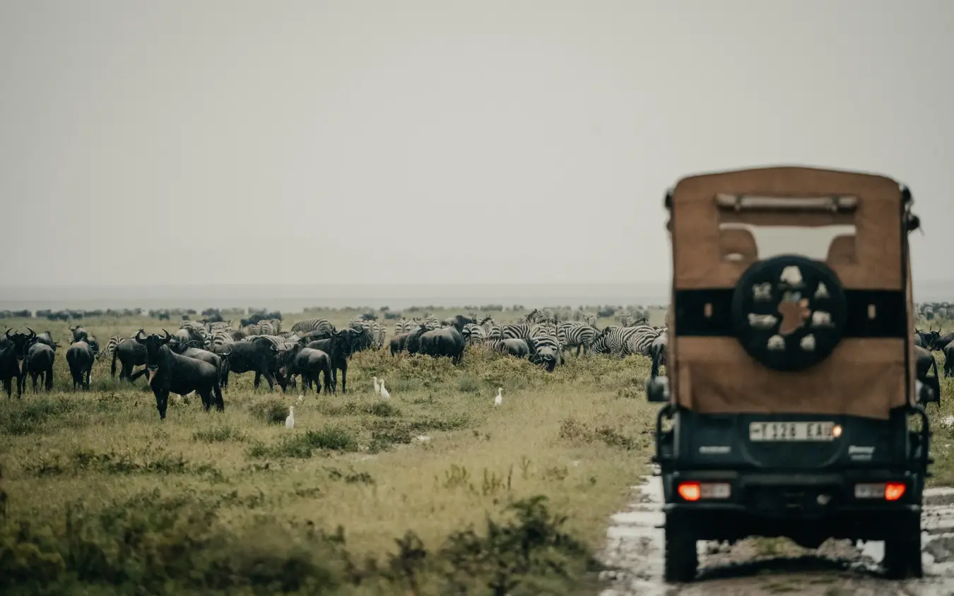 Safari vehicle observing elephant herd in grassland savanna, Serengeti Green Camp, Serengeti National Park, Tanzania