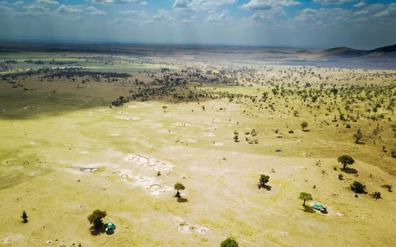Aerial view of savanna landscape with scattered acacia trees, Serengeti Green Camp, Serengeti National Park, Tanzania