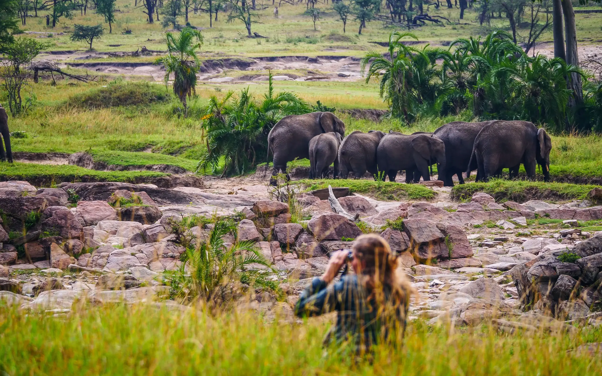 Elephant herd walking through savanna woodland with observer