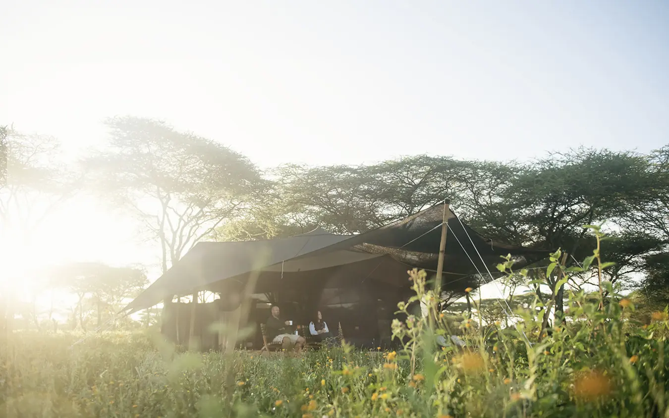 Safari tent camp at golden hour with acacia trees, Serengeti Green Camp, Serengeti National Park, Tanzania
