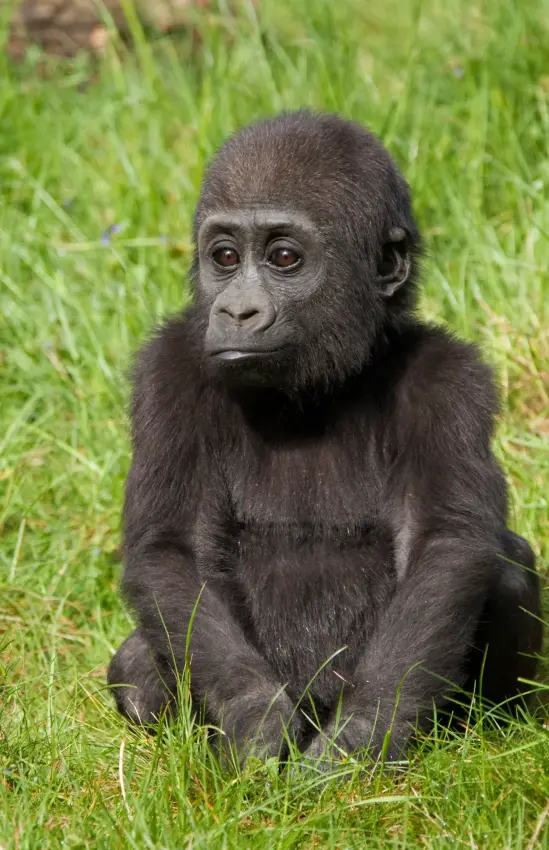 Young gorilla sitting in grass, looking at camera