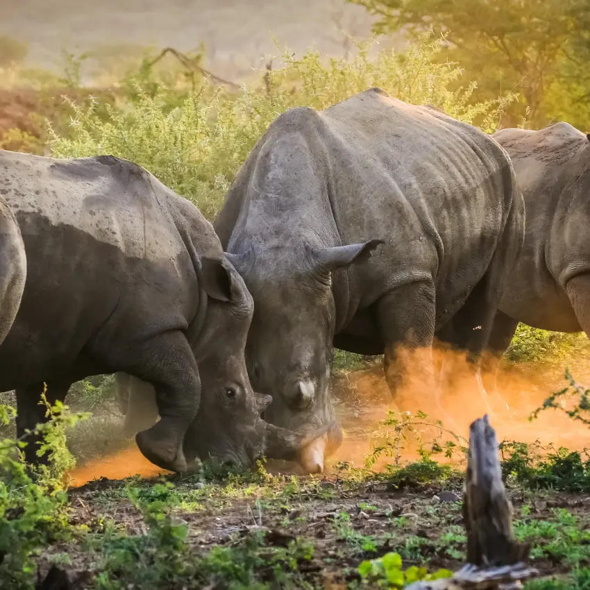 Group of rhinoceroses walking through dusty savanna landscape