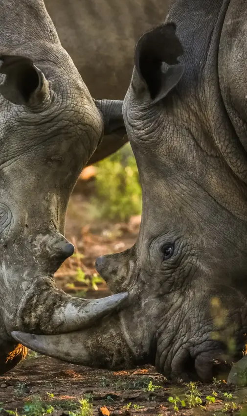 Two rhinos touching horns in natural habitat