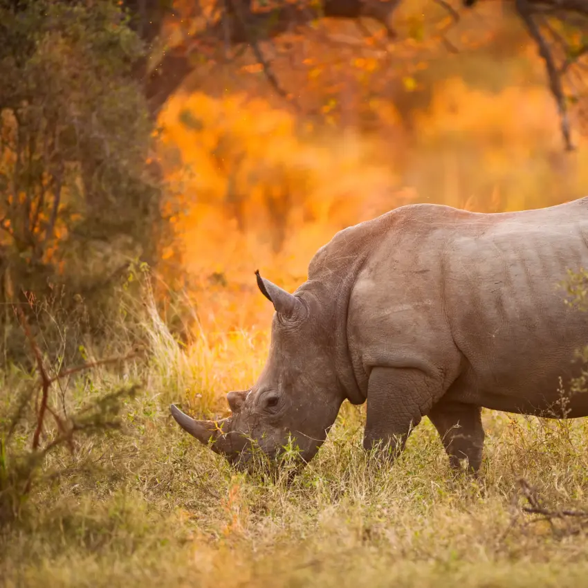 Rhinoceros grazing in savanna vegetation at golden hour
