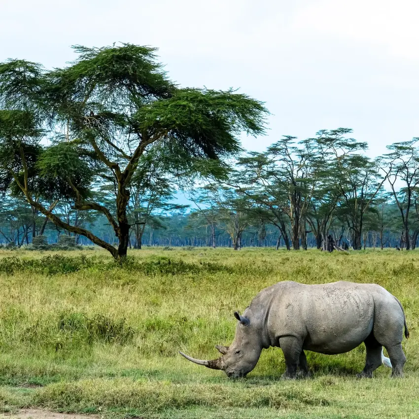 Rhinoceros grazing in savanna grassland with acacia trees