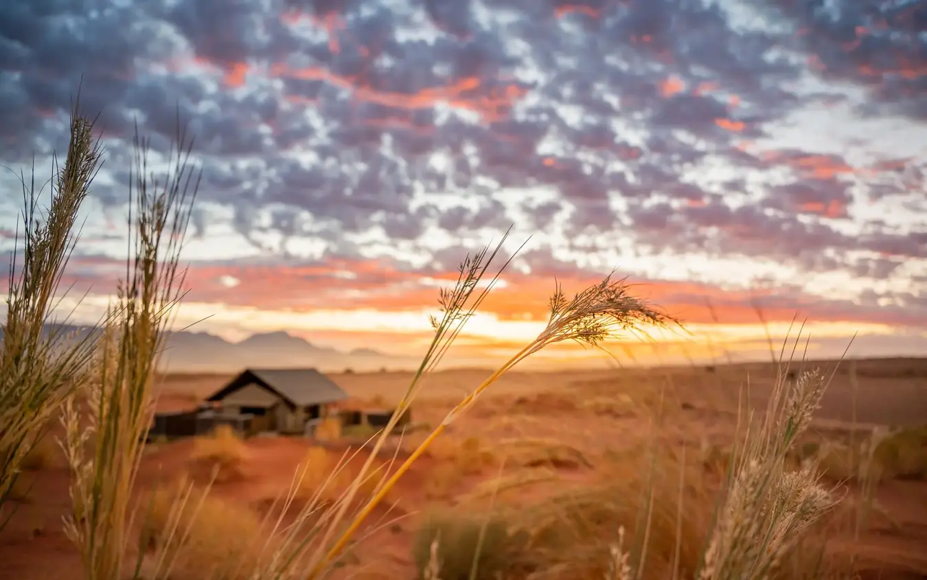 Golden grassland with distant cabin at sunset, Wolwedans Dune Camp, NamibRand Private Reserve, Namibia