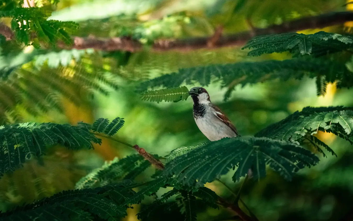 Small bird perched among green fern fronds in forest, Xanadu Villas, Zanzibar & Pemba, Tanzania