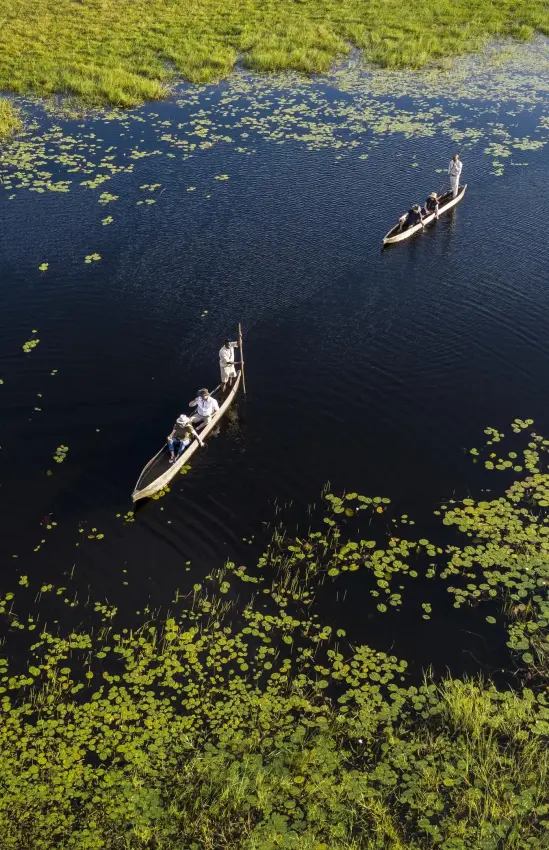 Traditional mokoro boats navigating through papyrus wetlands, Xigera Lodge, The Okavango Delta, Botswana