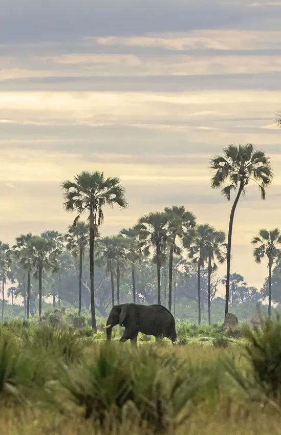 Elephant walking through palm savanna landscape at dawn, Xigera Lodge, The Okavango Delta, Botswana