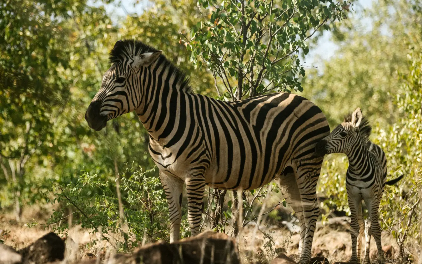 Adult zebra and foal browsing vegetation in woodland savanna, Zambezi Sands, Victoria Falls, Zimbabwe