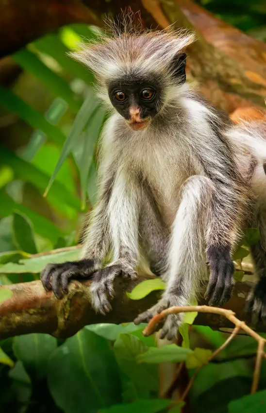 Two young primates perched together on a branch