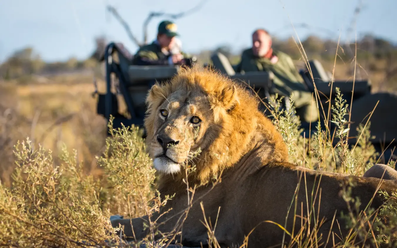 Lion resting in scrubland while safari guests observe from vehicle, Zarafa Camp, Selinda Reserve, Botswana