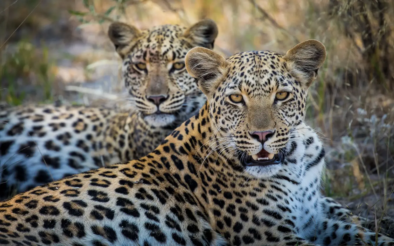 Two leopards resting together in natural savanna habitat, Zarafa Camp, Selinda Reserve, Botswana
