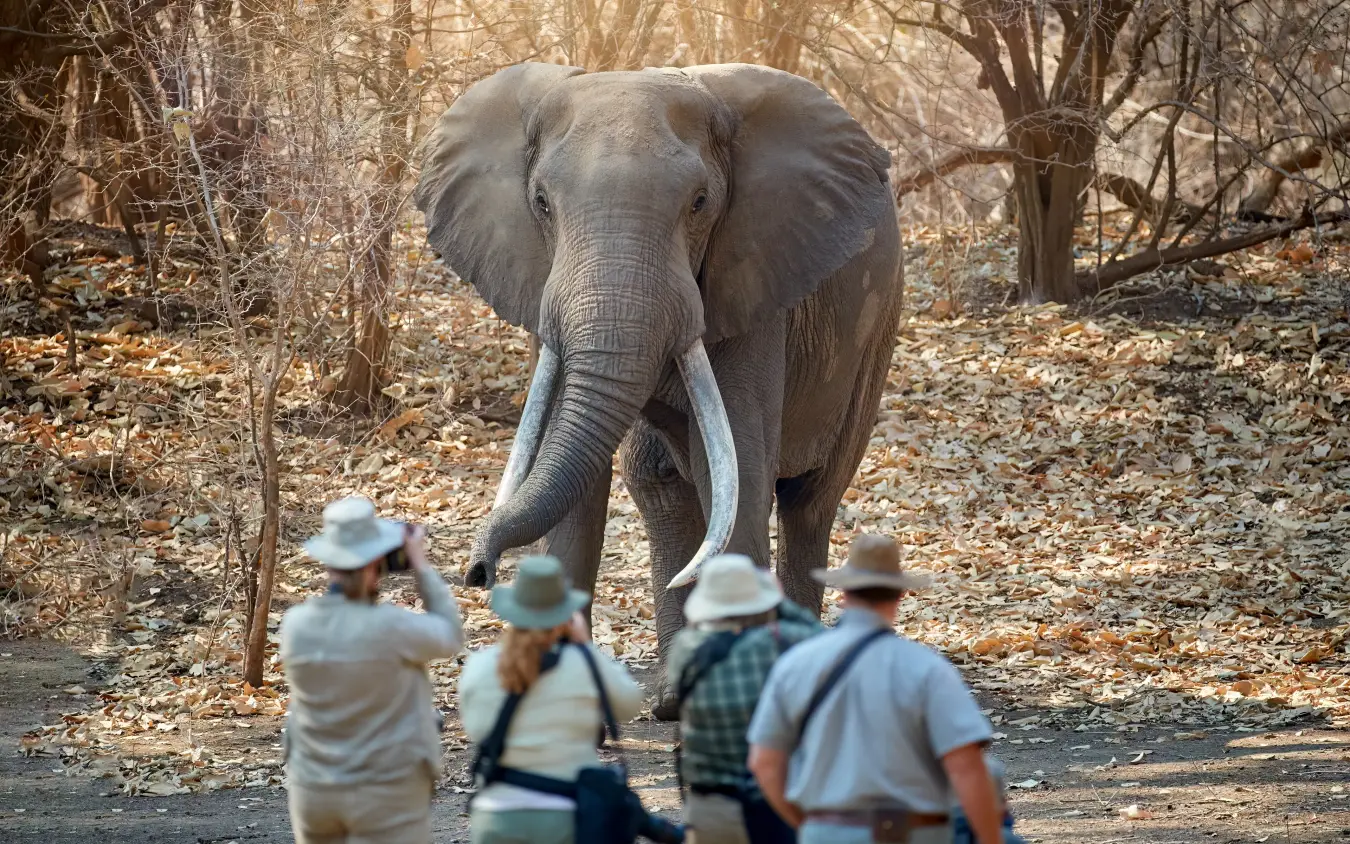 Guides approach elephant on safari walking tour