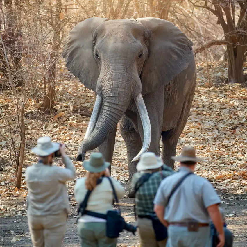 Guides approach elephant on safari walking tour