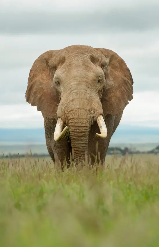 African elephant walking through grassland toward camera