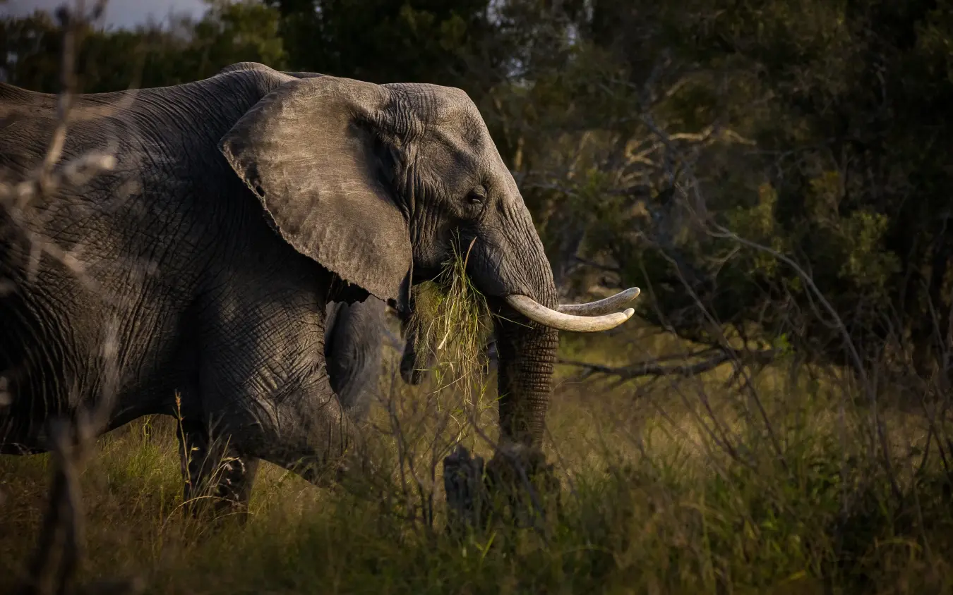 African elephant feeding on vegetation in natural habitat