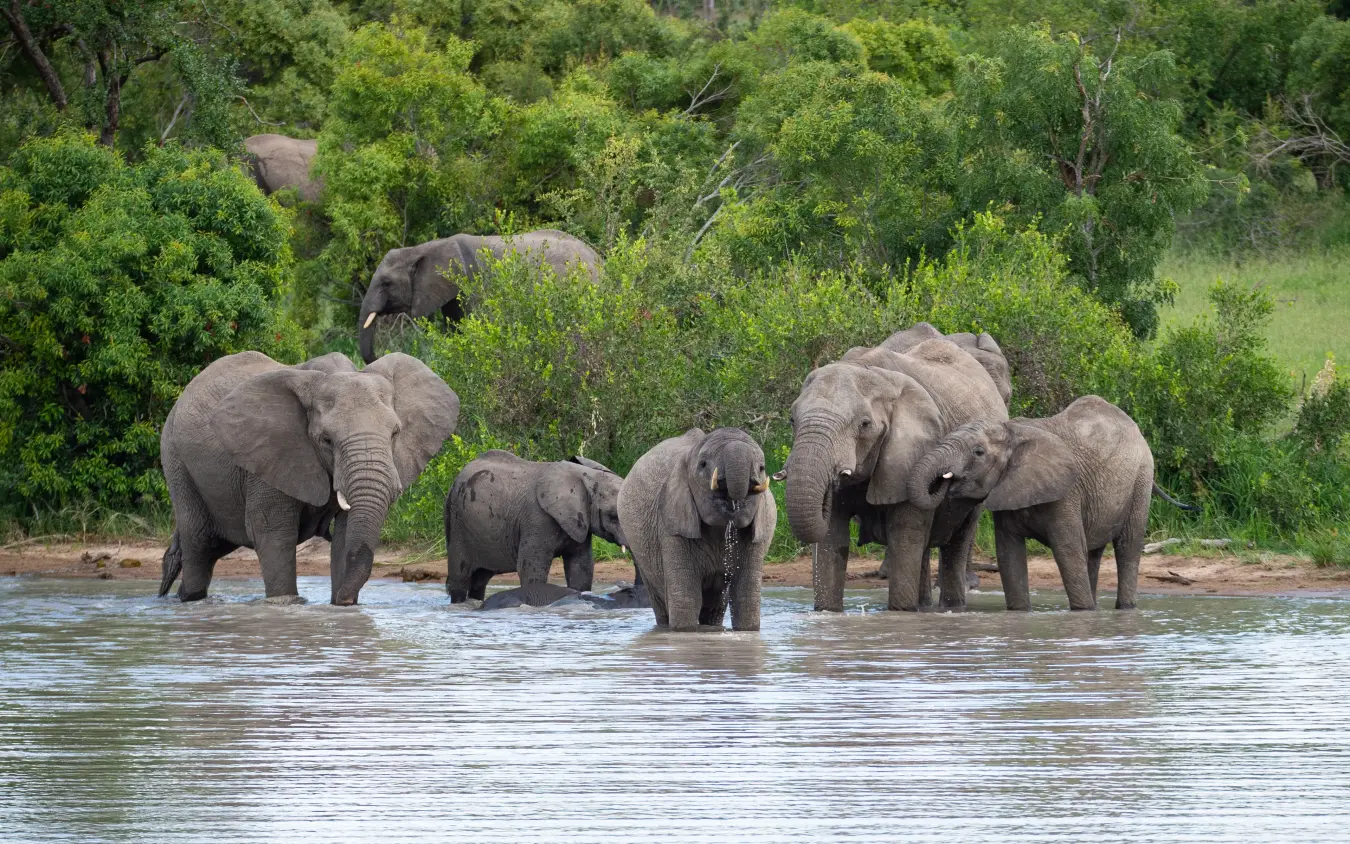 African elephants bathing and drinking at river waterhole