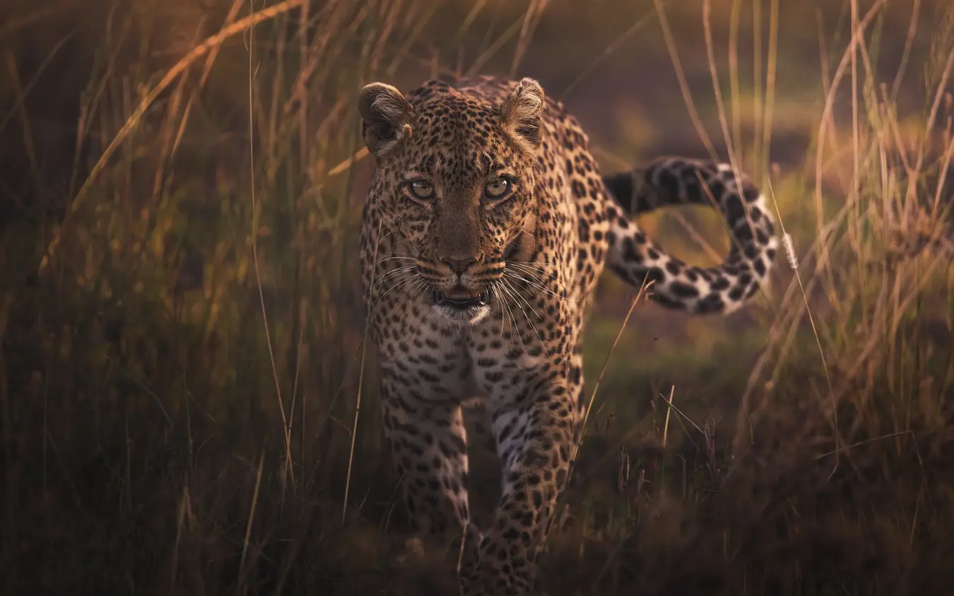 Leopard walking through tall golden grass at sunset