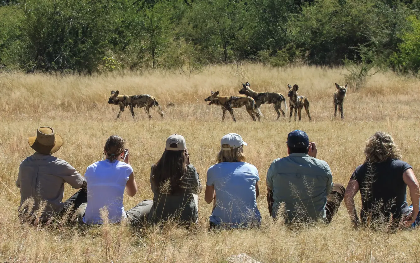Guests viewing wild dogs on game walk in grassland savanna, Camelthorn Lodge, Hwange National Park, Zimbabwe